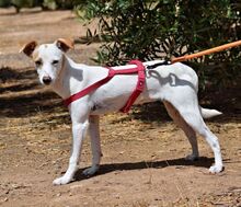 BETI, Hund, Mini Podenco in Spanien - Bild 2
