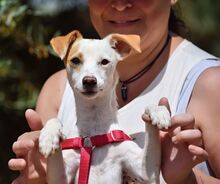 BETI, Hund, Mini Podenco in Spanien - Bild 3