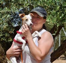 BETI, Hund, Mini Podenco in Spanien - Bild 4