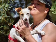 BETI, Hund, Mini Podenco in Spanien - Bild 5