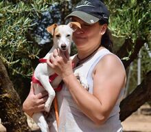 BETI, Hund, Mini Podenco in Spanien - Bild 6