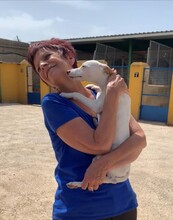 BETI, Hund, Mini Podenco in Spanien - Bild 7
