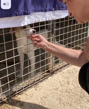 BETI, Hund, Mini Podenco in Spanien - Bild 8