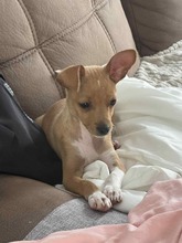 BILLA, Hund, Mischlingshund in Bulgarien - Bild 1
