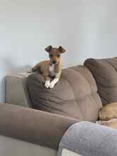 BILLA, Hund, Mischlingshund in Bulgarien - Bild 2