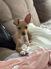 BILLA, Hund, Mischlingshund in Bulgarien - Bild 3