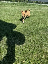 BILLA, Hund, Mischlingshund in Bulgarien - Bild 4