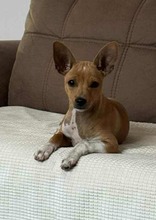 BILLA, Hund, Mischlingshund in Bulgarien - Bild 5