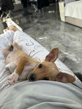 BILLA, Hund, Mischlingshund in Bulgarien - Bild 6