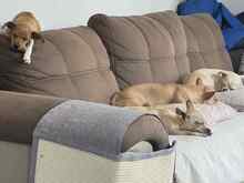 BILLA, Hund, Mischlingshund in Bulgarien - Bild 7