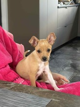 BILLA, Hund, Mischlingshund in Bulgarien - Bild 8