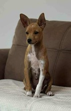 BILLA, Hund, Mischlingshund in Bulgarien - Bild 9