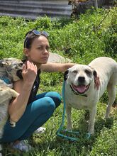 MAX, Hund, Mischlingshund in Bulgarien