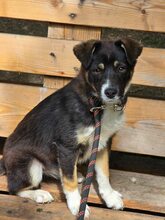 SELINA, Hund, Mischlingshund in Bulgarien - Bild 1