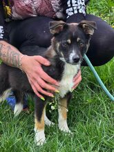 SELINA, Hund, Mischlingshund in Bulgarien - Bild 10