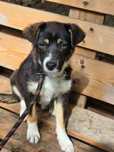 SELINA, Hund, Mischlingshund in Bulgarien - Bild 3