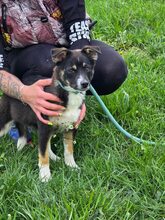 SELINA, Hund, Mischlingshund in Bulgarien - Bild 4