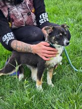 SELINA, Hund, Mischlingshund in Bulgarien - Bild 5