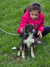 SELINA, Hund, Mischlingshund in Bulgarien - Bild 6
