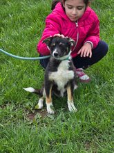 SELINA, Hund, Mischlingshund in Bulgarien - Bild 7