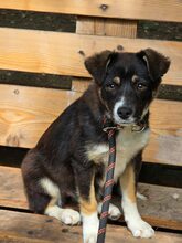 SELINA, Hund, Mischlingshund in Bulgarien - Bild 8