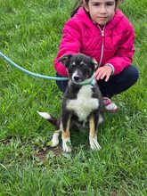 SELINA, Hund, Mischlingshund in Bulgarien - Bild 9