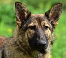 LEXIS270, Hund, Mischlingshund in Slowakische Republik - Bild 1