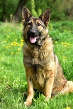 LEXIS270, Hund, Mischlingshund in Slowakische Republik - Bild 10