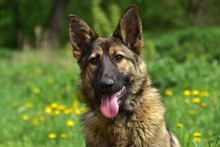 LEXIS270, Hund, Mischlingshund in Slowakische Republik - Bild 11
