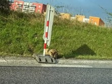 LEXIS270, Hund, Mischlingshund in Slowakische Republik - Bild 12