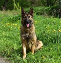 LEXIS270, Hund, Mischlingshund in Slowakische Republik - Bild 2
