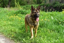 LEXIS270, Hund, Mischlingshund in Slowakische Republik - Bild 3