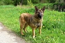 LEXIS270, Hund, Mischlingshund in Slowakische Republik - Bild 4