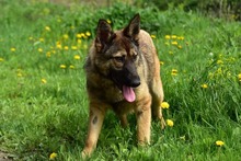 LEXIS270, Hund, Mischlingshund in Slowakische Republik - Bild 5