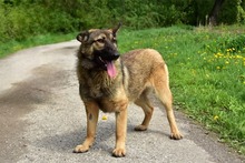 LEXIS270, Hund, Mischlingshund in Slowakische Republik - Bild 6
