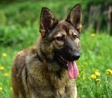 LEXIS270, Hund, Mischlingshund in Slowakische Republik - Bild 7