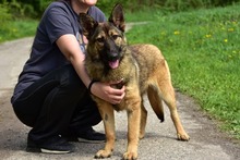 LEXIS270, Hund, Mischlingshund in Slowakische Republik - Bild 9