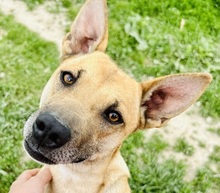 RAMIA, Hund, Mischlingshund in Slowakische Republik - Bild 1