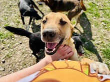 RAMIA, Hund, Mischlingshund in Slowakische Republik - Bild 11