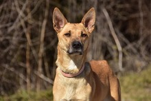 RAMIA, Hund, Mischlingshund in Slowakische Republik - Bild 12