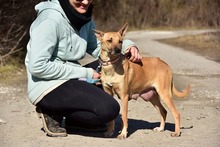 RAMIA, Hund, Mischlingshund in Slowakische Republik - Bild 13