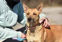 RAMIA, Hund, Mischlingshund in Slowakische Republik - Bild 14