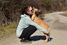 RAMIA, Hund, Mischlingshund in Slowakische Republik - Bild 15