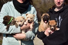 RAMIA, Hund, Mischlingshund in Slowakische Republik - Bild 16