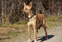 RAMIA, Hund, Mischlingshund in Slowakische Republik - Bild 3