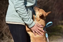 RAMIA, Hund, Mischlingshund in Slowakische Republik - Bild 4