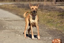 RAMIA, Hund, Mischlingshund in Slowakische Republik - Bild 5