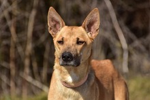 RAMIA, Hund, Mischlingshund in Slowakische Republik - Bild 6