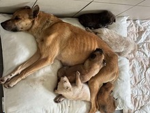 RAMIA, Hund, Mischlingshund in Slowakische Republik - Bild 7