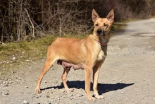 RAMIA, Hund, Mischlingshund in Slowakische Republik - Bild 8